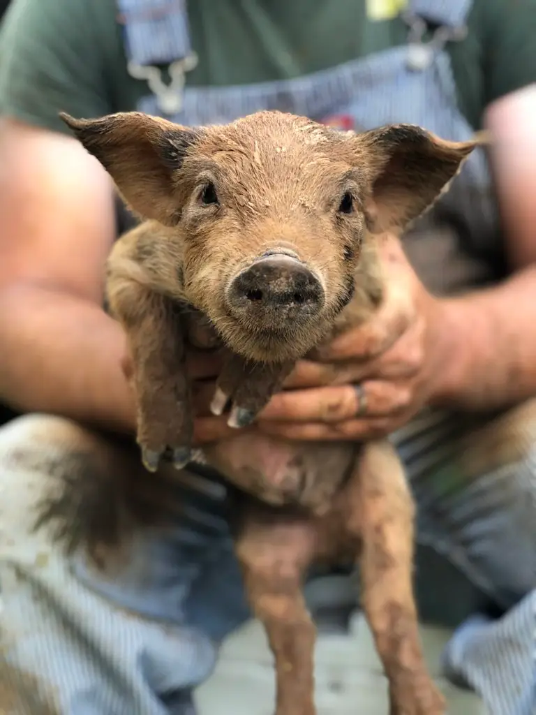 pasture-raised-pork-lynchburg-charlottesville-roanoke