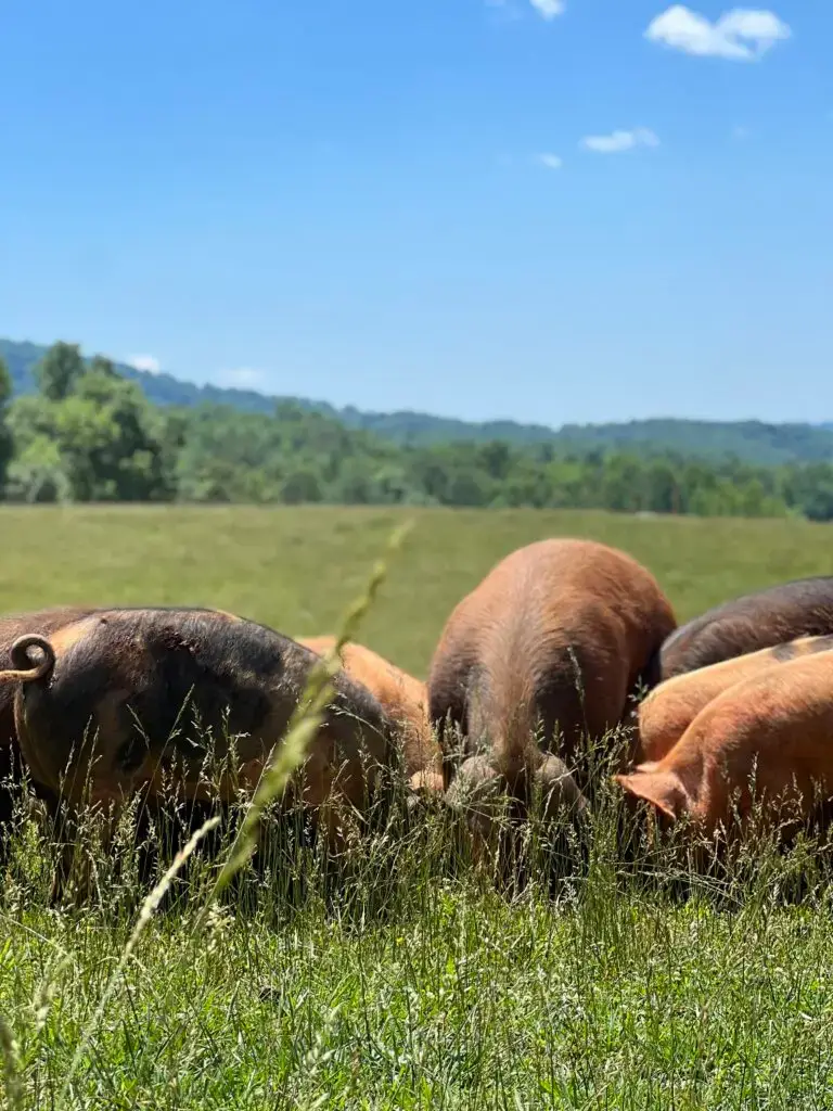 pastured-pork-lynchburg-charlottesville-roanoke-regenerative