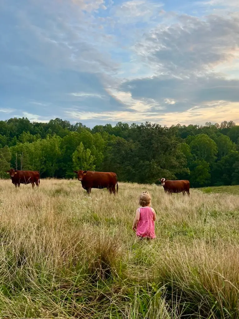 Small girl in a pink dress walks across a grassy field towards three red cows