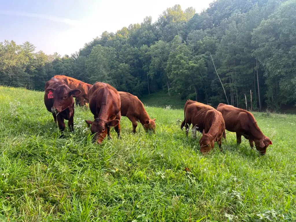 Six red grass finished South Poll cows grazing a hillside of lush green grass